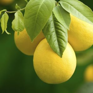 Interdonato Limon Fidanı