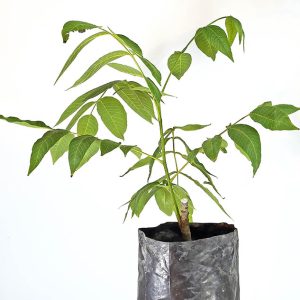 FERNOR CEVİZ FİDANI