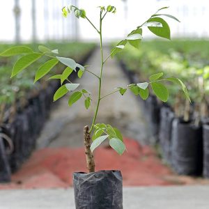 CHANDLER CEVİZ FİDANI