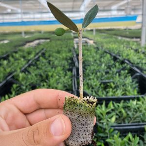 Koroneiki Zeytin Fidanı