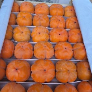 Hana Fuyu Hurma Fidanı