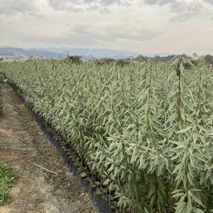 Ferraduel Badem Fidanı