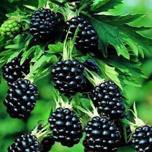 Chester Böğürtlen Fidanı