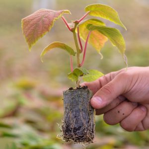 Hayward Kivi Fidanı