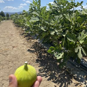 Aydın Sarı Lop İncir Fidanı