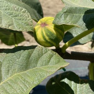 Tiger Fig İncir Fidanı