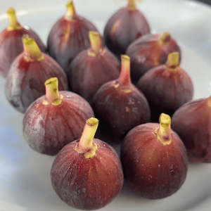 Ronde De Bordeaux İncir Fidanı