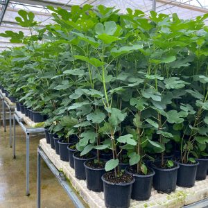 Siyah Orak İncir Fidanı