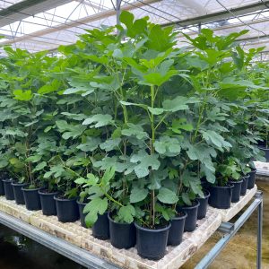 Maraş Bardacık İncir Fidanı