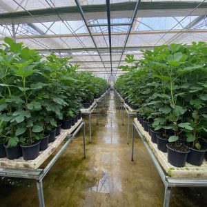 Bursa Karası Dürdane İncir Fidanı