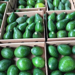 Hass Avakado Meyvesi