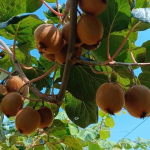 Organik Kivi Meyvesi