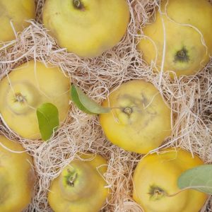 Organik Ayva Meyvesi