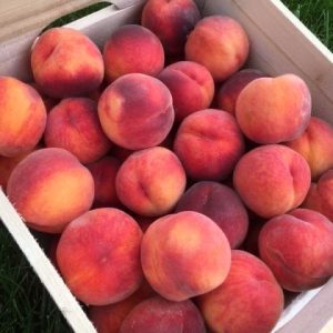 Organik Şeftali Meyvesi