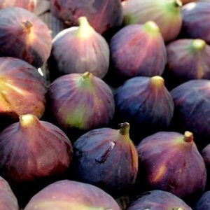 Dürdane İncir Meyvesi