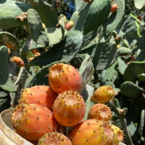 Dikenli İncir Meyvesi