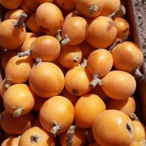 Malta Eriği Meyvesi