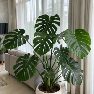 Monstera - Deve Tabanı
