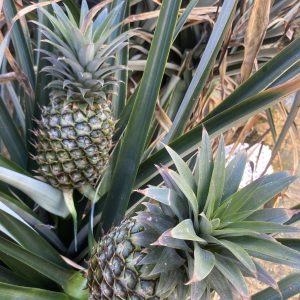 Ananas Fidanı